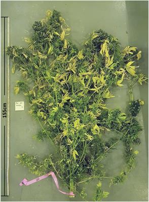 Empirical Evaluation of Inflorescences’ Morphological Attributes for Yield Optimization of Medicinal Cannabis Cultivars